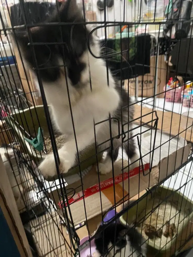 kucing persia jantan kitten nego