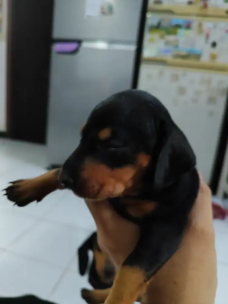 Anak Anjing Tekel Betina