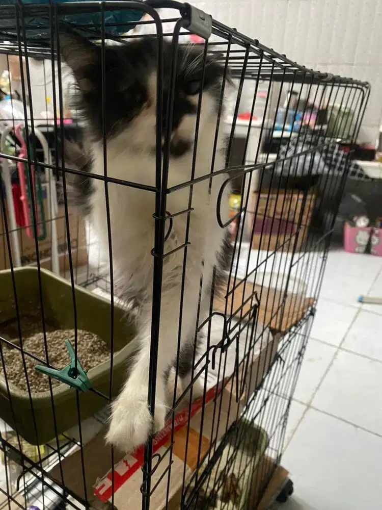 kucing persia jantan kitten nego