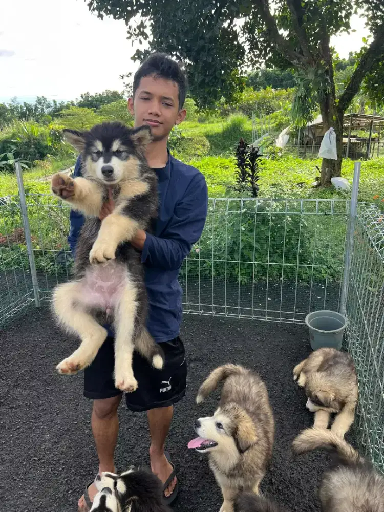 Pupies malamut ( bogor)