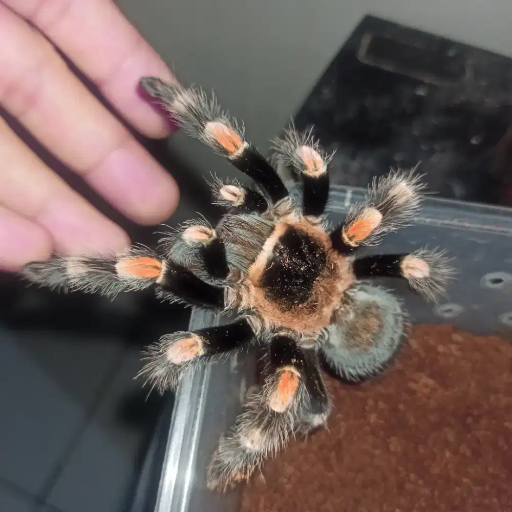 Tarantula Brachypelma Hamorii