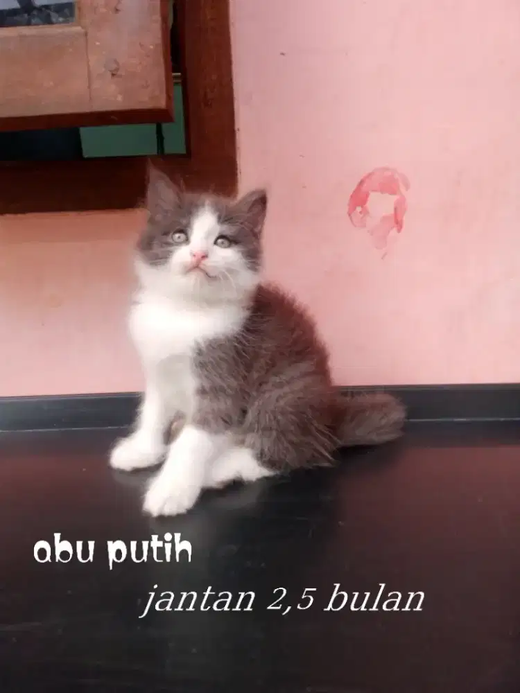 Kucing Persia medium