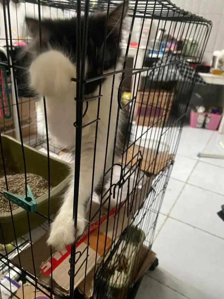 kucing persia jantan kitten nego