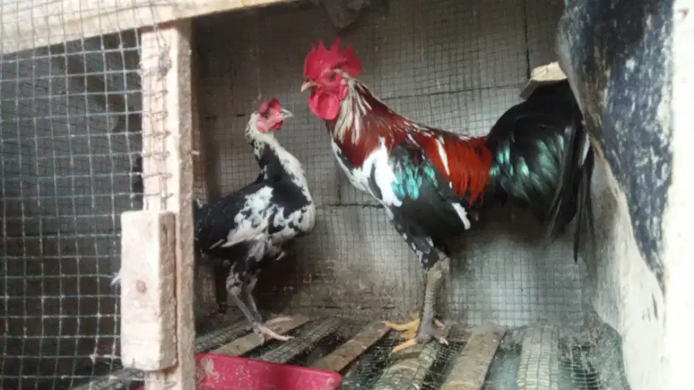 Ayam ketawa body pelung sepasang