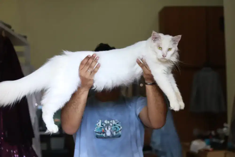 Kucing Mainecoon betina cantik parent ped