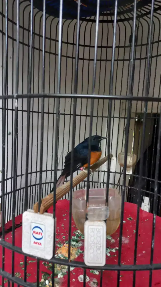 Burung murai jantan ring bnr