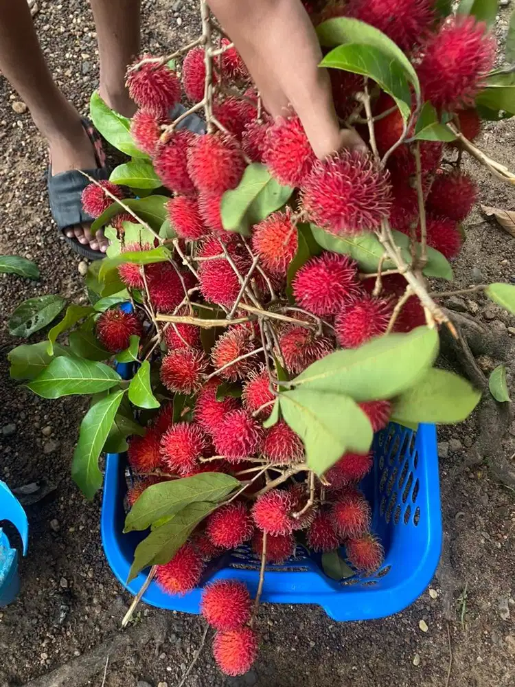 Rambutan Kuyakan hasil panen sendiri jual bebanyak aja