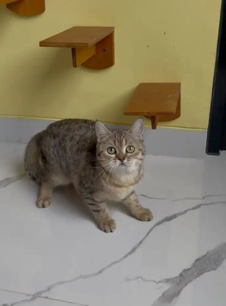 British shorthair female