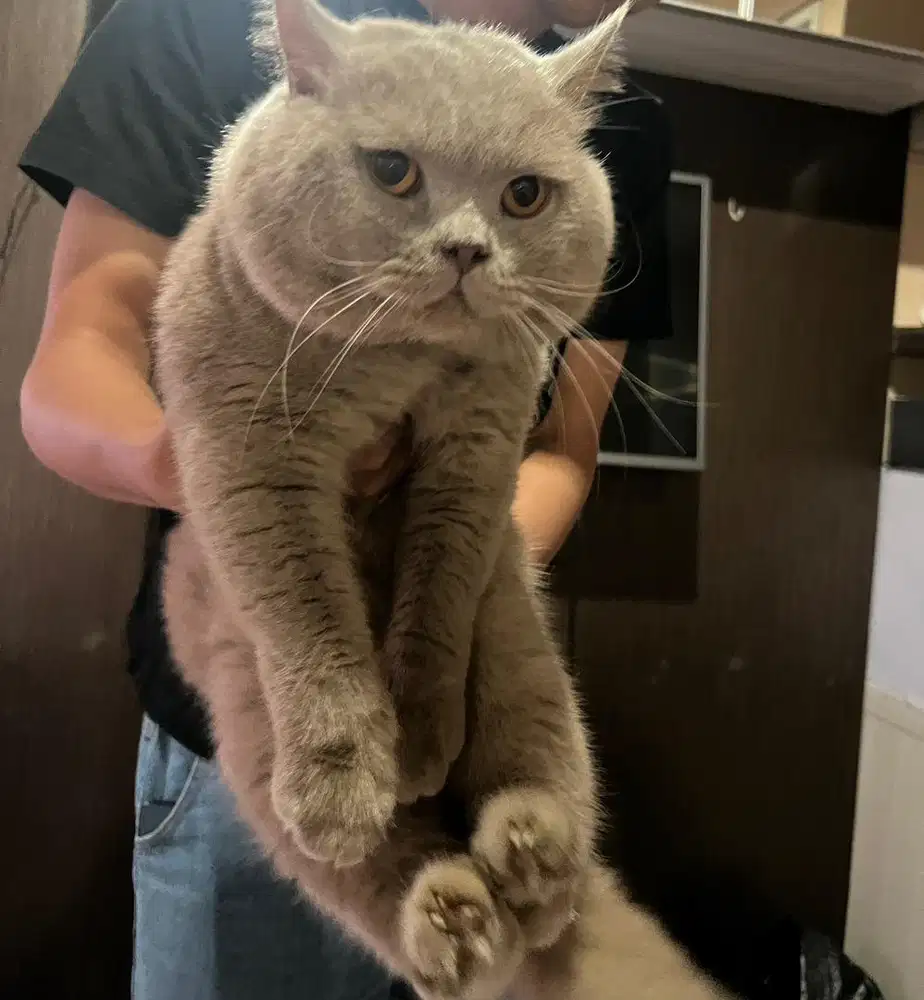 BRITISH SHORTHAIR LILAC PED