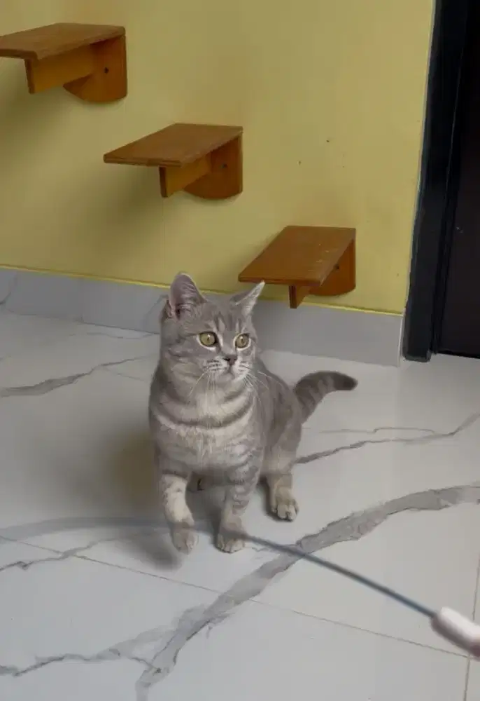 British Shorthair Male