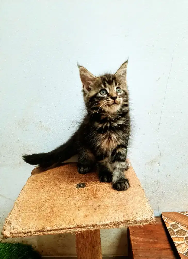 Kitten mainecoon betina pure no. Induk ped Cfa Maine Coon