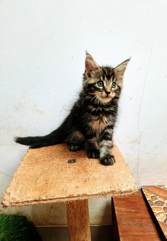 Kitten Mainecoon Betina Pure no mix. Induk ped Cfa Maine Coon