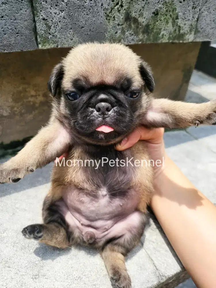 Anjing pug puppy dog pug