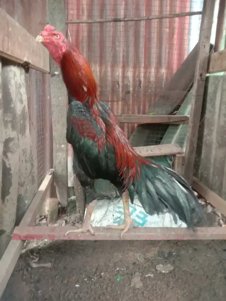 Ayam muda Siam bangkok