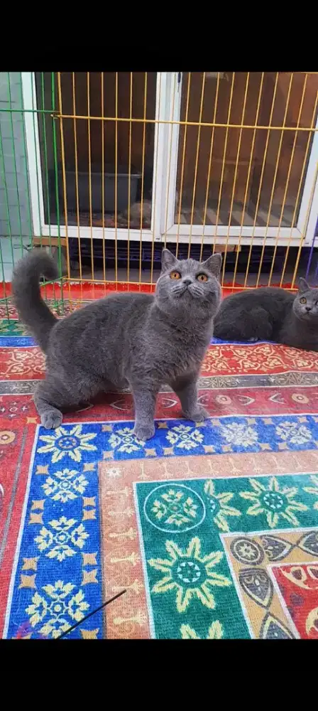 Kucing kitten British Shorhair (BSH) Betina