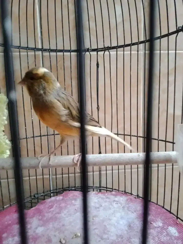 Jual burung kenari