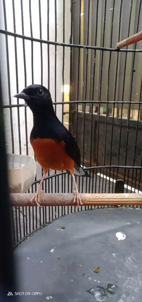 Muray muda hutan fullset