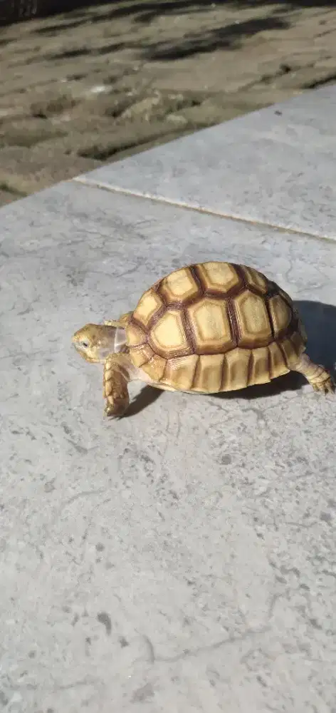 Sulcata super ngedome