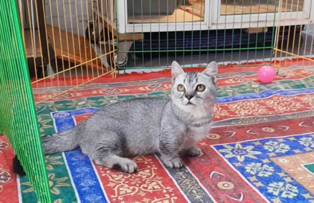 Kucing Kitten British Shorthair (BSH) Munchkin Jantan