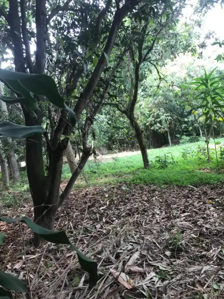 Di jual Tanah Kebun