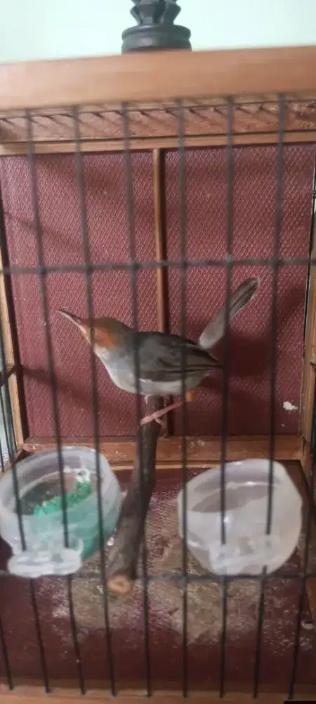 Prenjak betina gacor