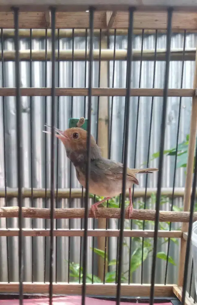 Burung prenjak gacor