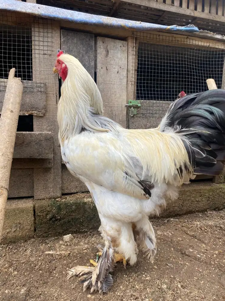 Ayam brahma Columbian Light