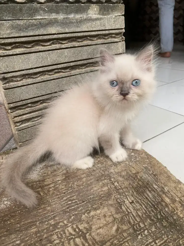 kitten persia himalaya