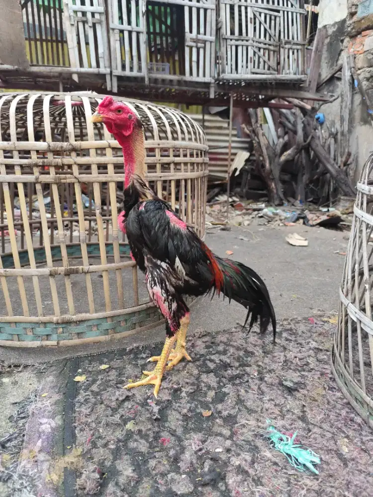 Ayam bangkok pacek prestasi nyulam