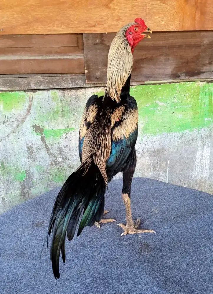 Ayam trah mangon Thai amunisi muda berkualitas dan mewahhh