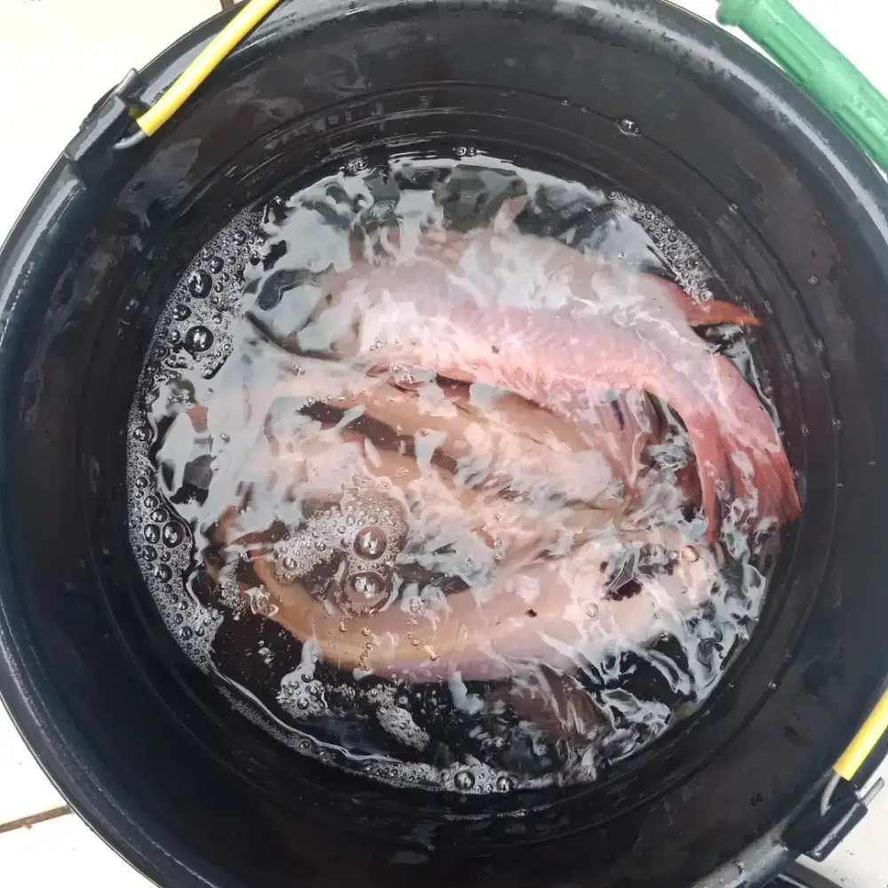 Borongan Indukan nila merah