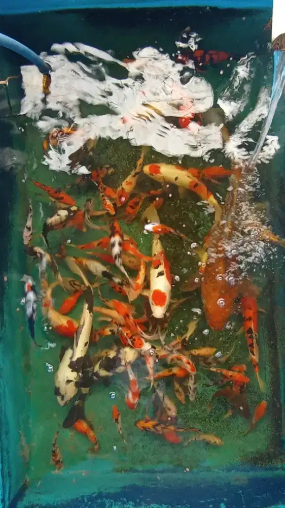 Koi Blitar Borongan sekolam 80ekor mix.