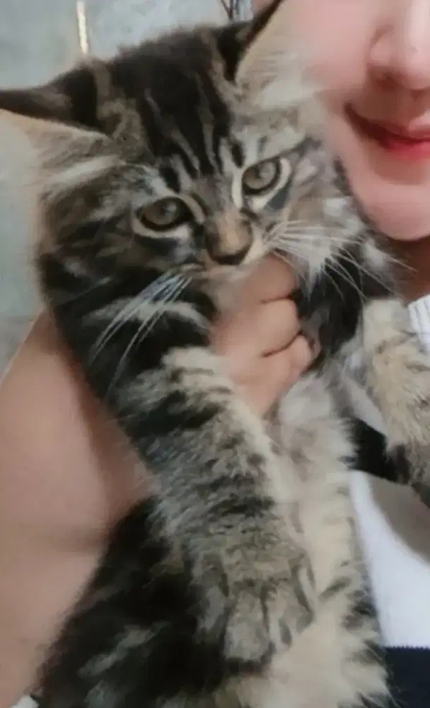 Kucing jantan 3 bulan