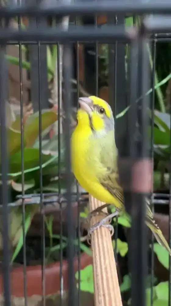 Burung mozambik gacor jinak
