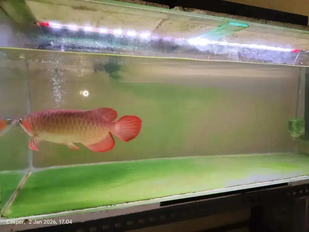 Arowana Super Red