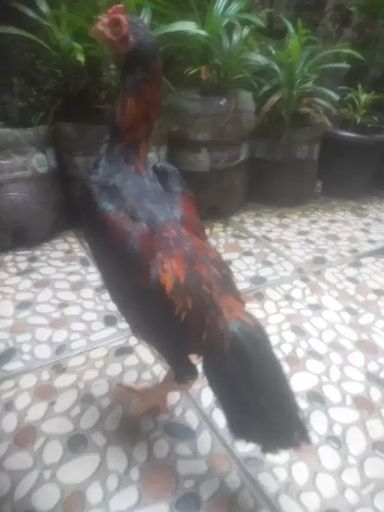 Ayam Bangkok × mangon jago muda