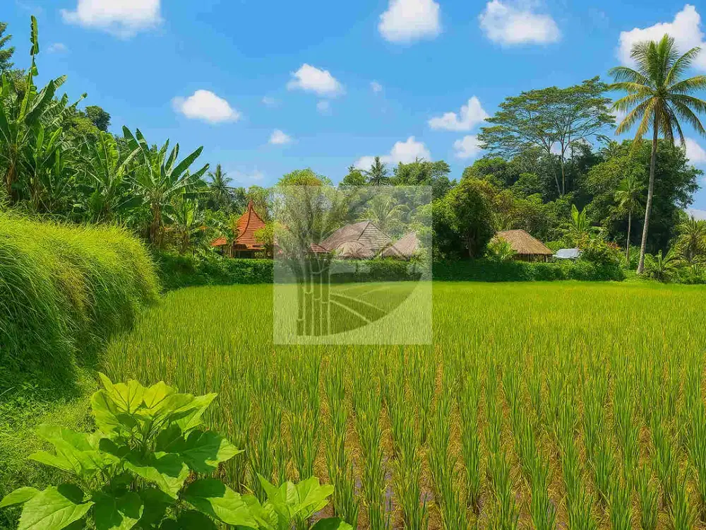 Tanah  ada mata airnya besar pakis malang