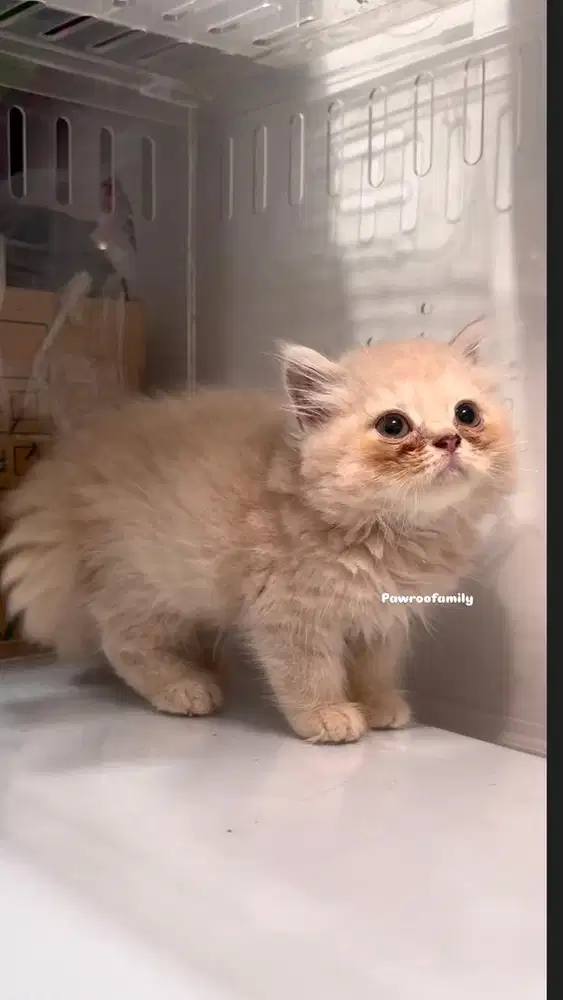 BSH x Scottish Fold keturunan Import