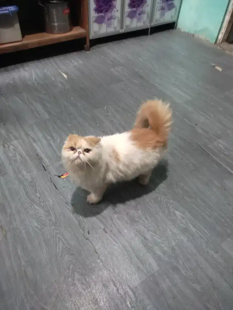 Kucing persia peaknose longhair