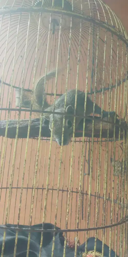 Jual tupai atau bajing