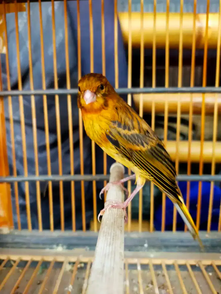 Burung kenari lokal super paud/anak