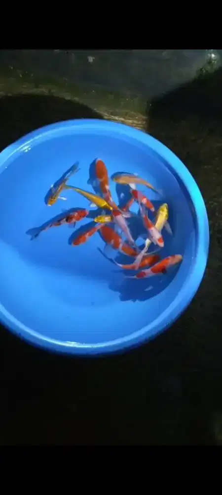 Ikan koi size 15cm