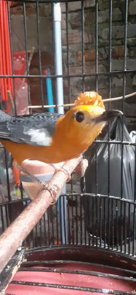 Lokal prestasian gcor