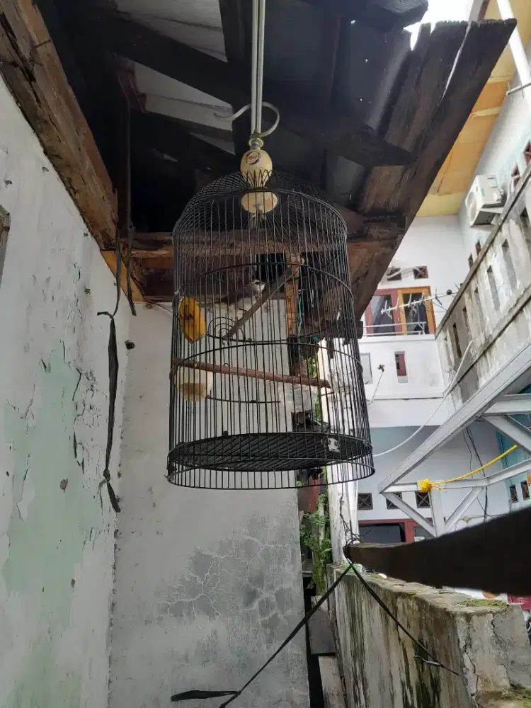 Burung crucukan jantan burja