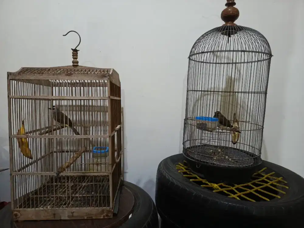 Burung Trucukan