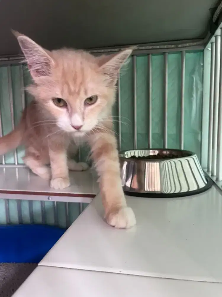 Mainecoon Betina Non Ped