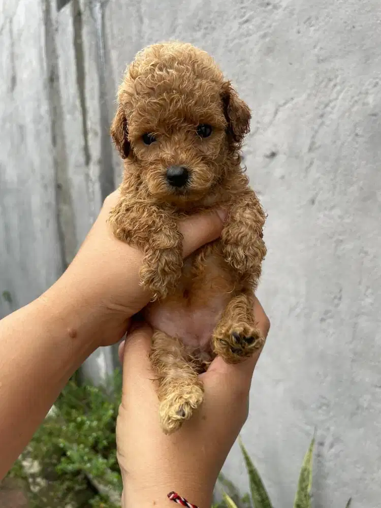 anjing poodle anabul pupy