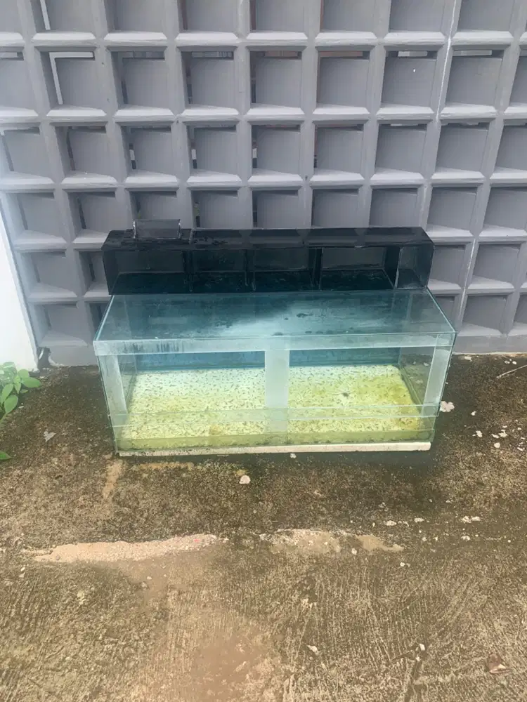 Aquarium kaca ukuran panjang 100 cm dan tinggi 42 cm