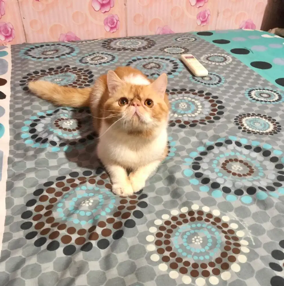 Kucing Peaknose Jantan Exotic Short Hair