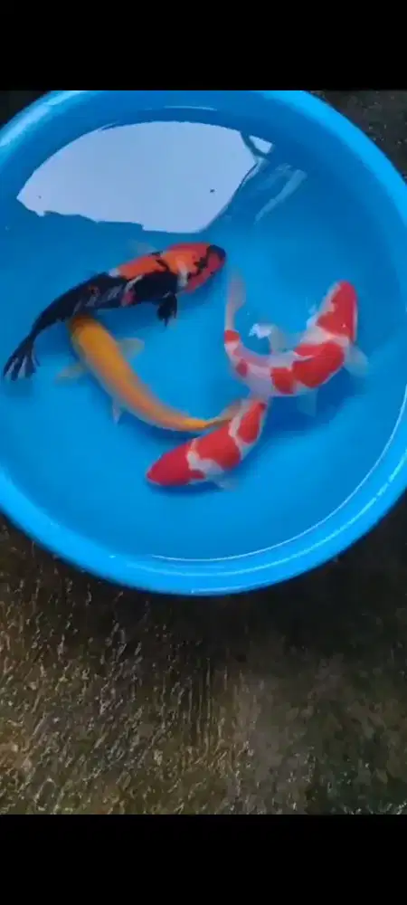 Ikan koi size 25cm sampai 28cm